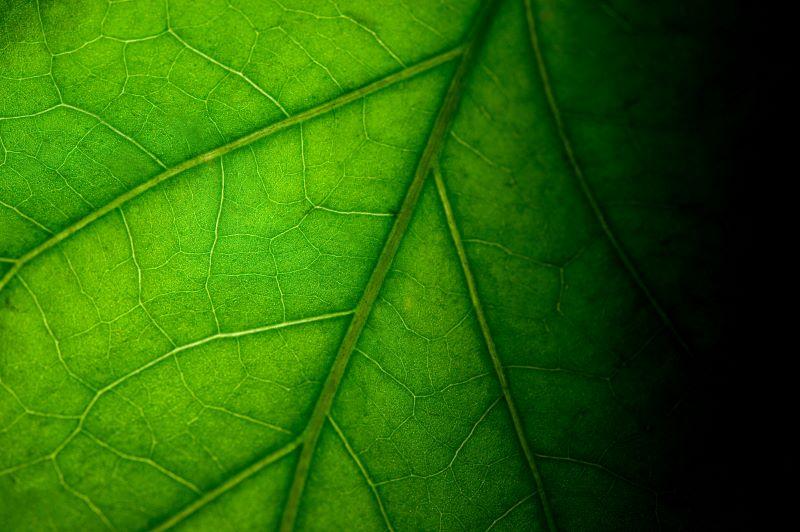 Close-up leaf in shadow © Adobe Stock